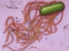 o_Sallnomella 